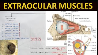 Extraocular Muscles Anatomy 12  Head amp Neck Anatomy [upl. by Corie953]