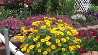 Perennial Sunflower Heliopsis Tuscan Sun  wwwgardencrossingscom [upl. by Hairas]