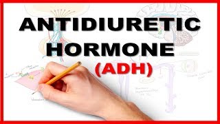 ADH Antidiuretic Hormone  Renal Physiology [upl. by Yhtir]