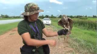 Saker Falcon Keep fit [upl. by Sikram]