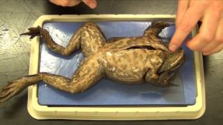 Demonstration Squid Dissection [upl. by Milton590]