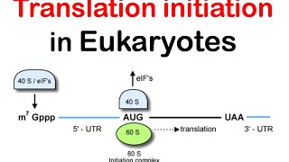 Translation initiation in eukaryotes  eukaryotic translation lecture 1 [upl. by Areval965]