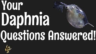 Daphnia Questions Answered [upl. by Ingrim812]