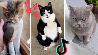 Funny Cats of TikTok Compilation  Cutest Kittens TIK TOK [upl. by Boyce]