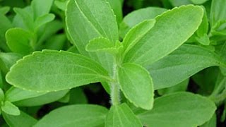 Growing Stevia in a self watering container [upl. by Nisotawulo822]