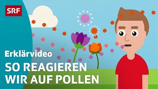 Heuschnupfen  Pollenallergie – einfach erklärt  Kindervideos  SRF Kids [upl. by Aihsyt138]