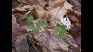 Plant portrait  Rue anemone Thalictrum thalictroides [upl. by Anatniuq646]