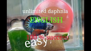 daphnia moina culture Easy way Unlimited production English  with sub Green water Chlorella [upl. by Ziom919]