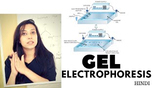 Gel Electrophoresis  Agarose Gel Electrophoresis Lab Procedure [upl. by Adnical]