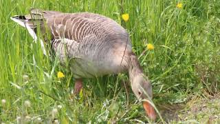 Gänse Botanischer Garten [upl. by Roley]