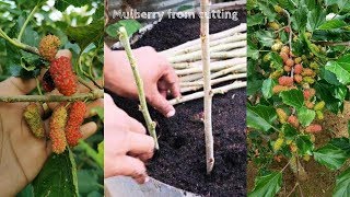 How To Grow A Lot of Mulberry From Cutting [upl. by Rubenstein992]