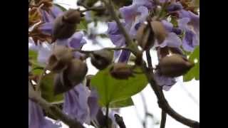 Princess Tree Paulownia tomentosa [upl. by Francklin]