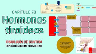 TIROIDES 📋PARTE 78 REGULACIÓN DE LA FUNCIÓN TIROIDEA [upl. by Hsaka]