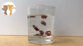 Dancing Raisins Science Experiments  sciencewithkids scienceathome [upl. by Attebasile]