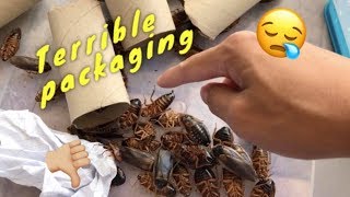 Dubia Roach Unboxing GONE WRONG  ALL DEAD [upl. by Pillyhp757]