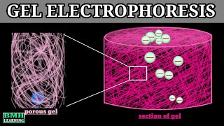 Gel Electrophoresis  Principle Of Electrophoresis [upl. by Limay]