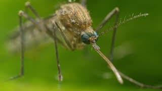 Mosquito Life Cycle  UHD 4K [upl. by Hgielar]