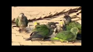 National Geographic Documentary  Uncontacted Amazon Tribe  Documentary 2015 [upl. by Eyk]