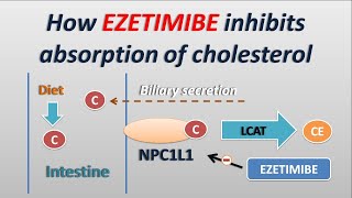 Ezetimibe Ezetrol  Uses Dosing Side Effects [upl. by Pompea]