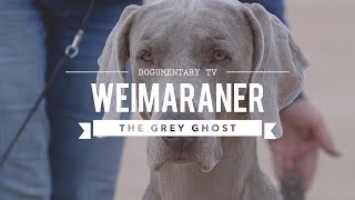 WEIMARANER BIG GAME HUNTER TO BIRD DOG [upl. by Eanwahs]