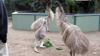 Kangaroo vs Emu FIGHT [upl. by Demha575]