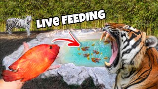 FEEDING LIVE FISH to TIGERS  Do BIG CATS Like Fish [upl. by Matias754]