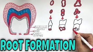 Development of Tooth  Part 3  Root Formation of Tooth [upl. by Htezzil]