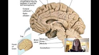 Lecture11 Central Nervous System [upl. by Krueger747]