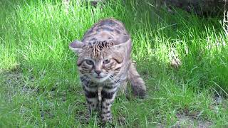 Africas BlackFooted Cat [upl. by Allsun484]