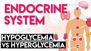 Hypoglycemia vs Hyperglycemia  Endocrine System Part 3 [upl. by Filide]