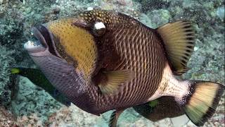 Facts The Titan Triggerfish [upl. by Seda66]