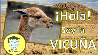 HOLA SOY LA VICUÑA [upl. by Bobine]