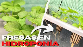 Como cultivar FRESA HIDROPÓNICA casera 🍓 Paso a paso ✅ [upl. by Joachima248]