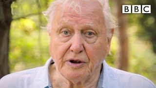 We need IMMEDIATE action to stop extinction crisis David Attenborough  BBC [upl. by Dirgis]