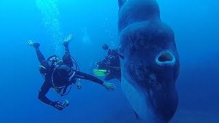 Rencontre avec un Poisson lune géant [upl. by Trent787]