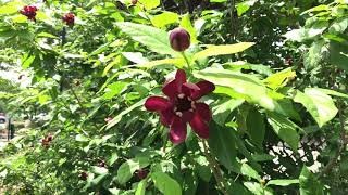 Learn to Grow Carolina Allspice [upl. by Matthews658]