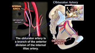 Obturator Artery  Everything You Need To Know  Dr Nabil Ebraheim [upl. by Philine429]