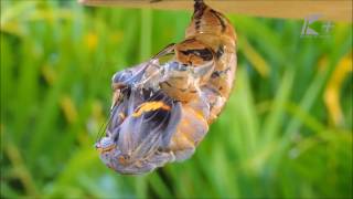 Metamorfose da borboleta  Crisálida para borboleta Brassolis sophorae [upl. by Vivianna211]