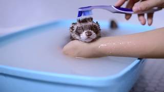 Cute Ferret Bathing  Viral Tiktok Video [upl. by Nyladnohr]