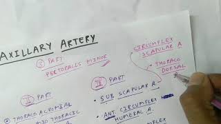 Axillary Artery Branches  Upper Limb Anatomy  TCML [upl. by Signe]