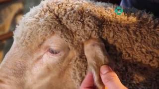 MSD Animal Health Sheep treatment techniques [upl. by Fechter]