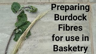 Preparing Burdock for use in Basketry [upl. by Eyahs]