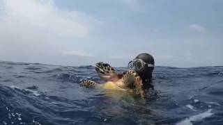 Hawksbill Sea Turtle Recovery  WCS Belize [upl. by Darin220]