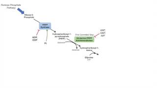 Purine Synthesis and Salvage Pathway [upl. by Heng]