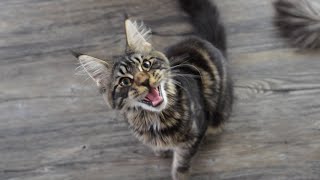 Maine Coon Kitten Moose Meowing [upl. by Anilrats541]