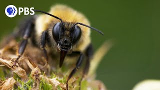 Bees Importance to the Ecosystem [upl. by Ratib]