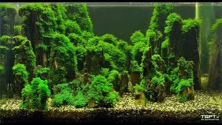 Timelaps aquascaping Dark Fissidens Mountains  English subs [upl. by Helse]