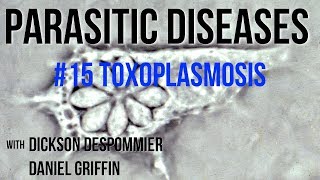 Parasitic Diseases Lectures 15 Toxoplasmosis [upl. by Roleat557]