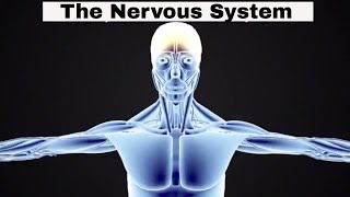 Introduction to the Nervous System [upl. by Gilmour]