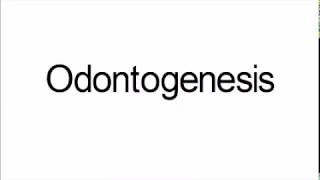 Odontogenesis [upl. by Opalina348]